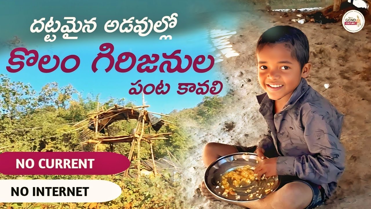 దట్టమైన అడవుల్లో కొలం గిరజనుల పంట కావాలి | tribal gond culture #telugu