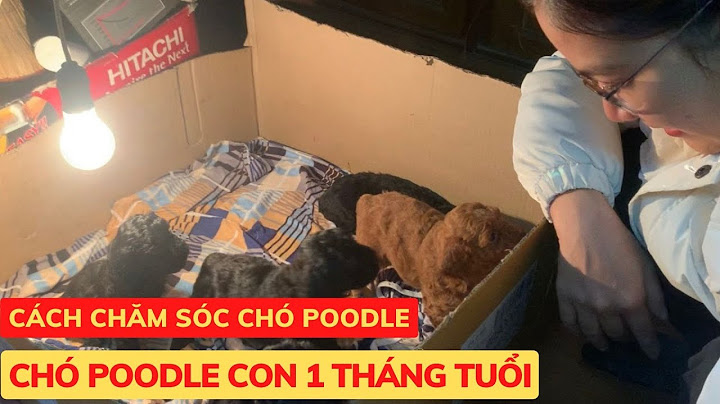 Hướng dẫn cách chăm sóc chó con 1 tháng tuổi