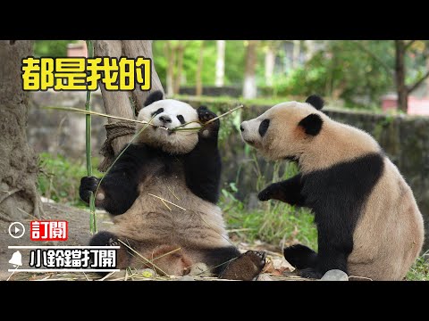 《熊貓早晚安》走開啦，休想動我的竹子！| iPanda熊貓頻道