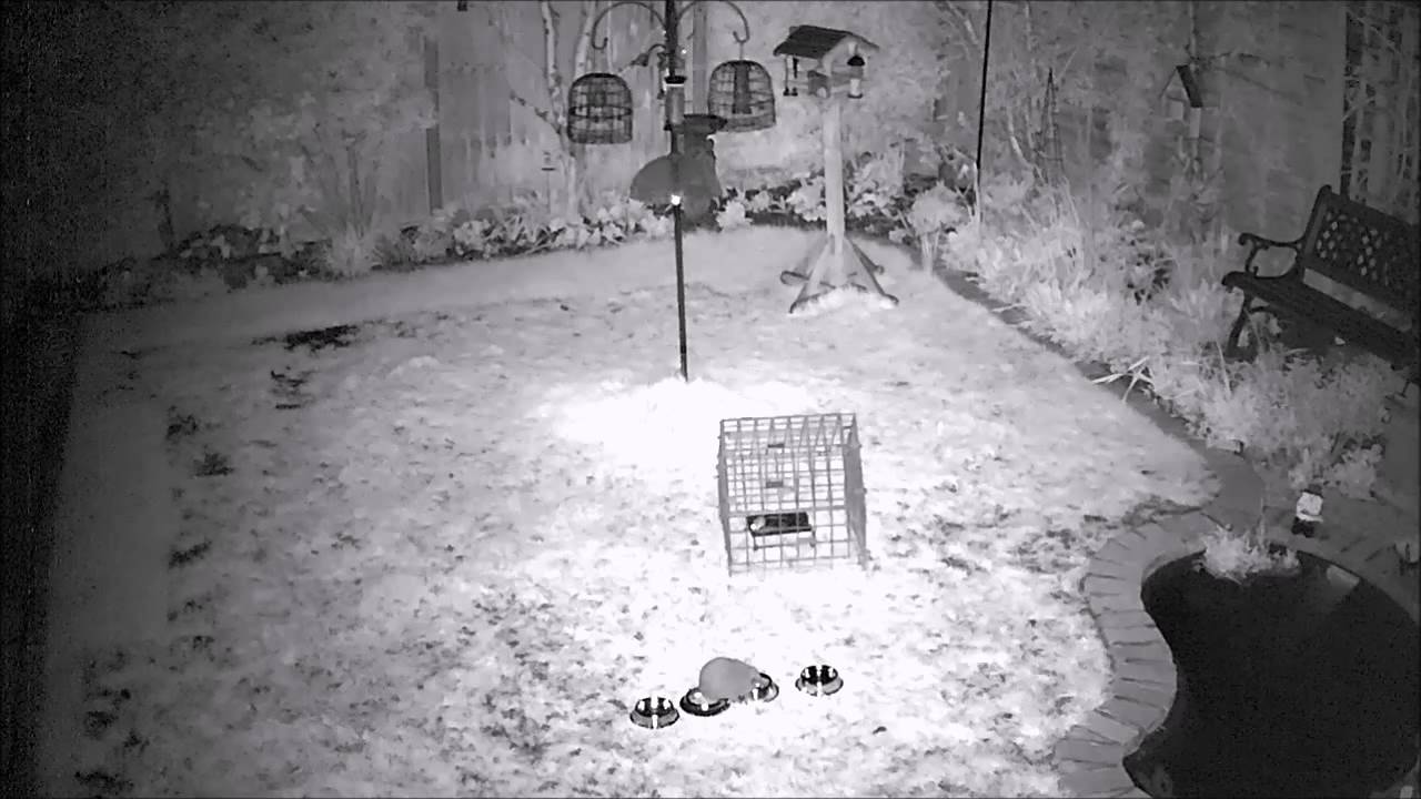 hedgehog meaning in hindi Hedgehog Antics - sitting in food bowls, scratching and mice action