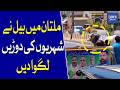 Bull Runs Through Streets of Multan, Panic Grips Citizens | Dawn News