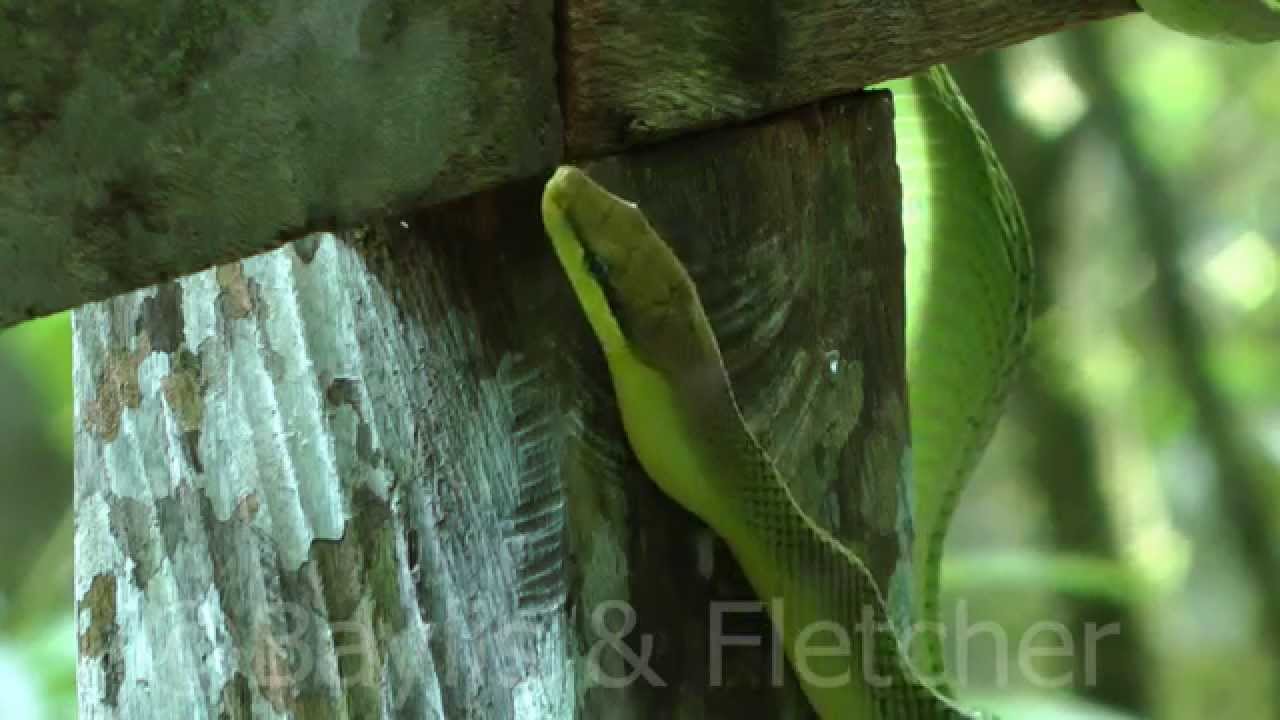 Grey-tailed racer, Mulu NP, Malaysia. 20140311_152717.m2ts - YouTube