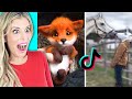 Cute Animals on TikTok that Will Make You Laugh