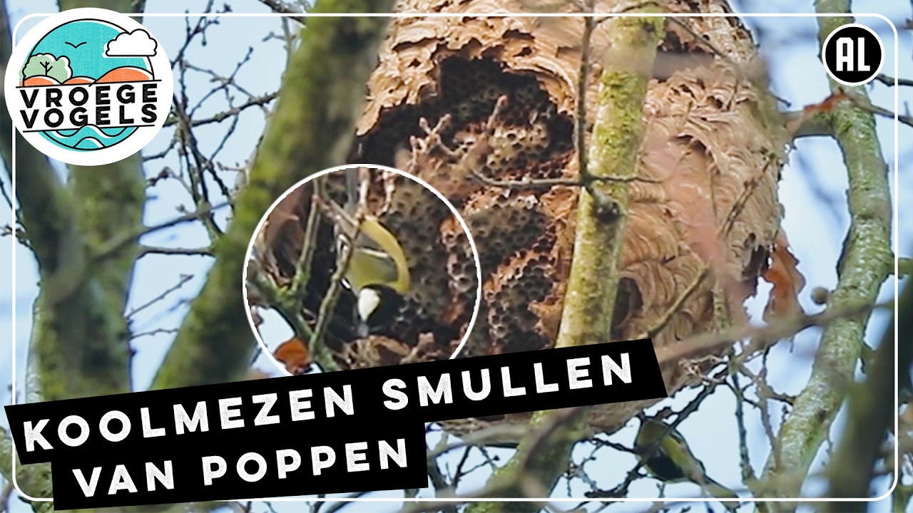 Aziatisch hoornaarnest wordt leeggepikt door koolmezen | Zelf Geschoten | Vroege Vogels