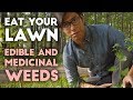 Eat Your Lawn | Identifying Edible and Medicinal Weeds in your Yard