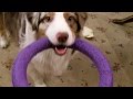 Как играют Австралийские Овчарки? Australian Shepherd playing with favorite puller patr two..