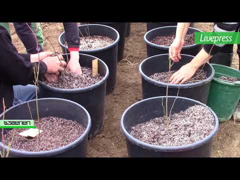 მოცვის ახალი სანერგე