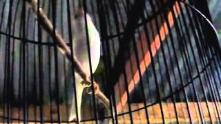 Canary Singing Happy Song Cute White Canary bird