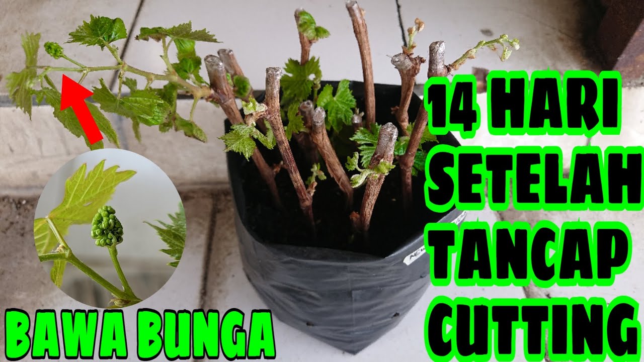 CARA AGAR SEMAI CUTTING ANGGUR CEPAT SEPROUT DAN TIDAK GOSONG‼️🍇