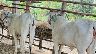 គោល្អមិនដើរហួសទេដេកចាំទាល់តែបាន