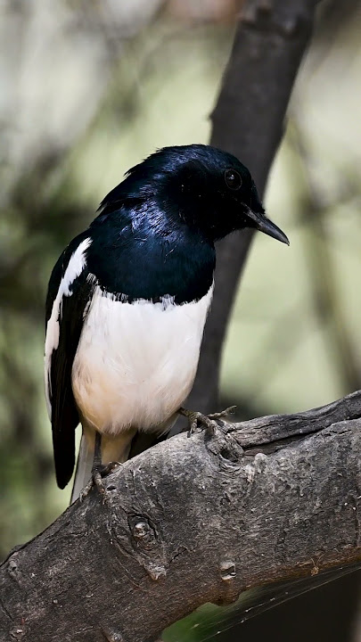 Bird | Original Sound | Oriental Magpie-Robin