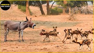 30 Momentos Em Que Animais Selvagens Azarados Mexem Com Os Predadores Errados | Animais Selvagens