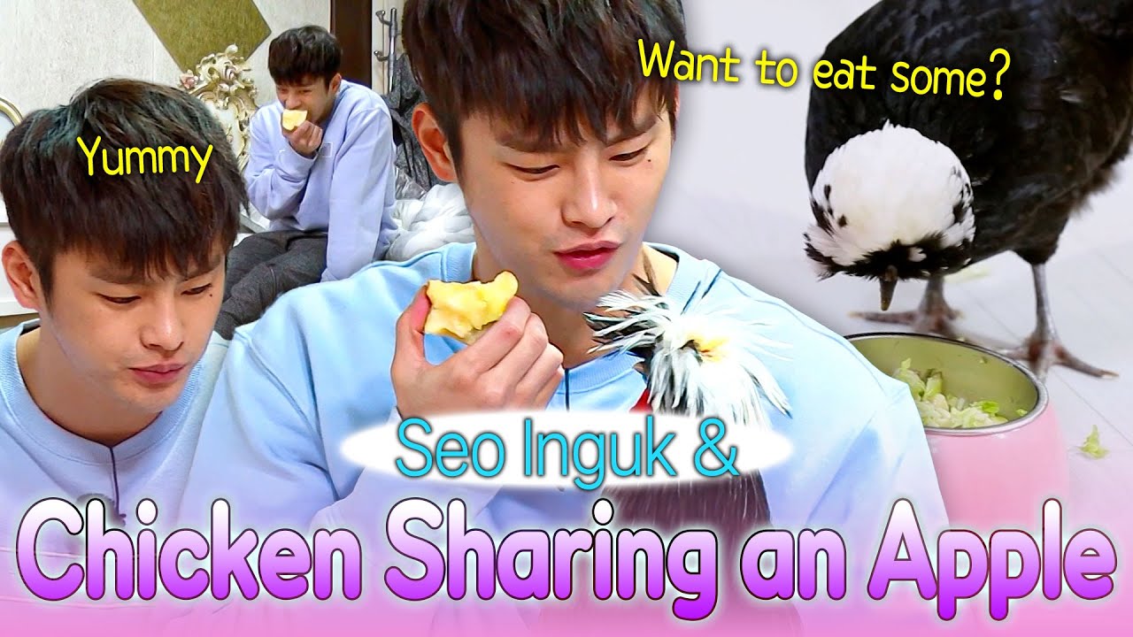 Со Ингук и его друг-цыплёнок делят яблоко 🍎🥰