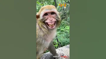 Comedy Status 🤣|| Funny Status 🤣||Comedy Video || Funny Video || Monkey Funny Video ❤️|| #shorts 🤣😸