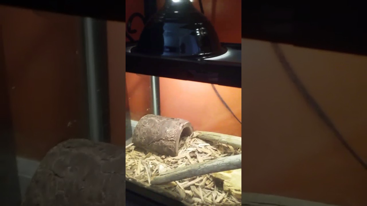 camera iphone 8 plus apk Ball python care