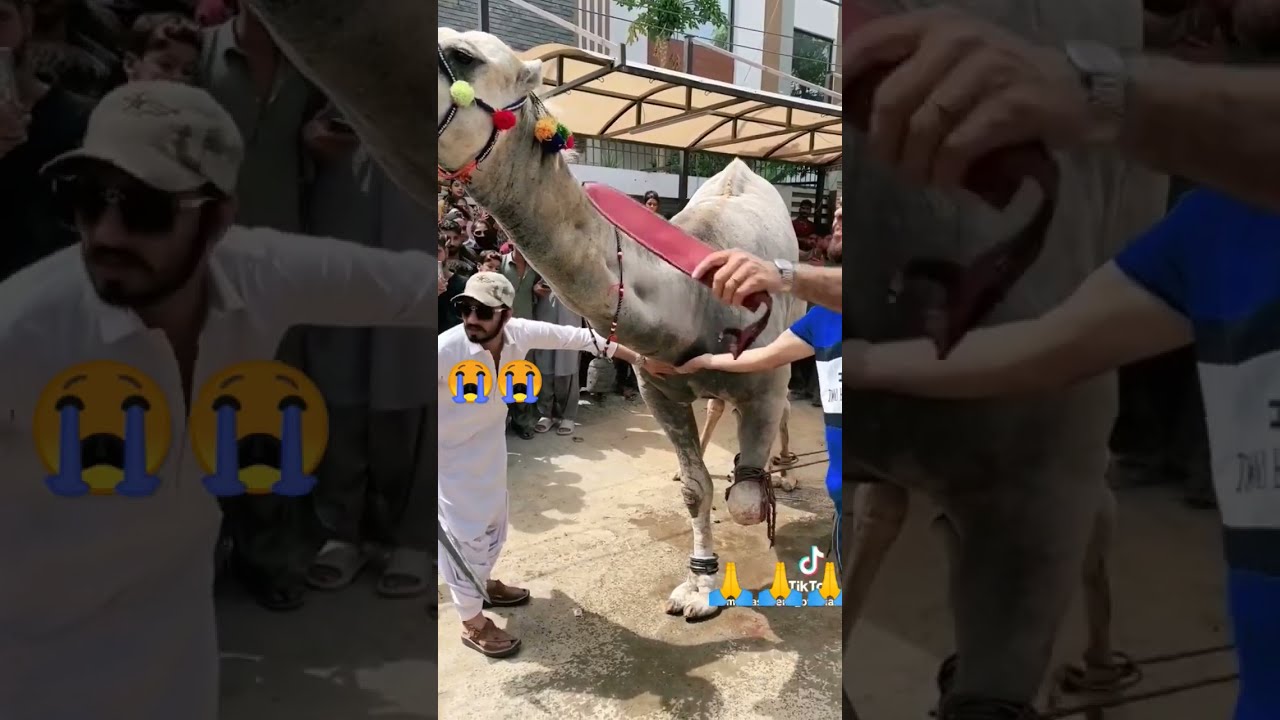 Eid Qurbani Eidmubarak Motivation Youtubeshorts Youtube