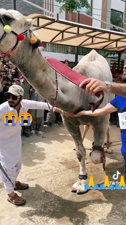 Eid Qurbani #eid #eidmubarak #motivation #youtubeshorts #youtube
