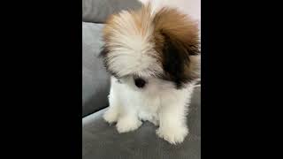 Pomeranian dad trying to show his Shihtzu puppy who the boss is