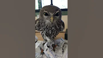 An Interesting Owl Owl Funnyowl Fyp Foryou 