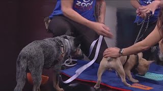 Learning how to train your dog