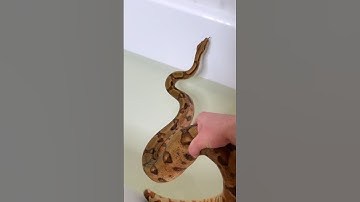 ЗМЕЯ ТОНЕТ В ВАННОЙ