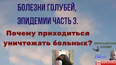 Николаевские голуби Вадима