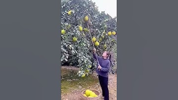 Portable Grapefruit Picking Tools - Unique tools to boost efficiency and streamline work