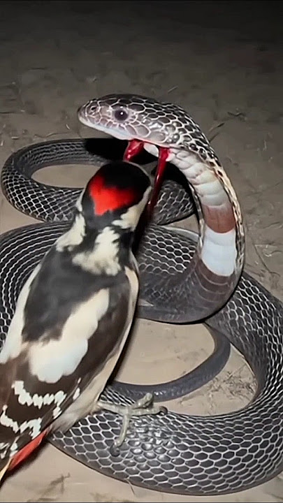 Burung pelatuk melawan cobra hitam!