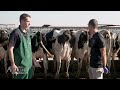 Juan Piñeiro - Disease Prevention in Dairy Cattle - Diagnosing Metritis