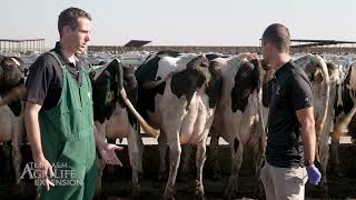 Juan Piñeiro - Disease Prevention in Dairy Cattle - Diagnosing Metritis
