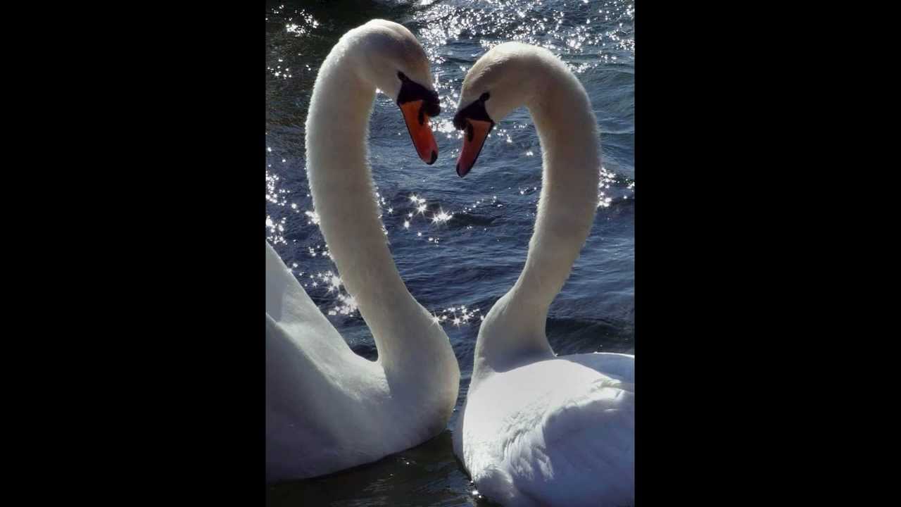 Photos : The Beauty Of Swans