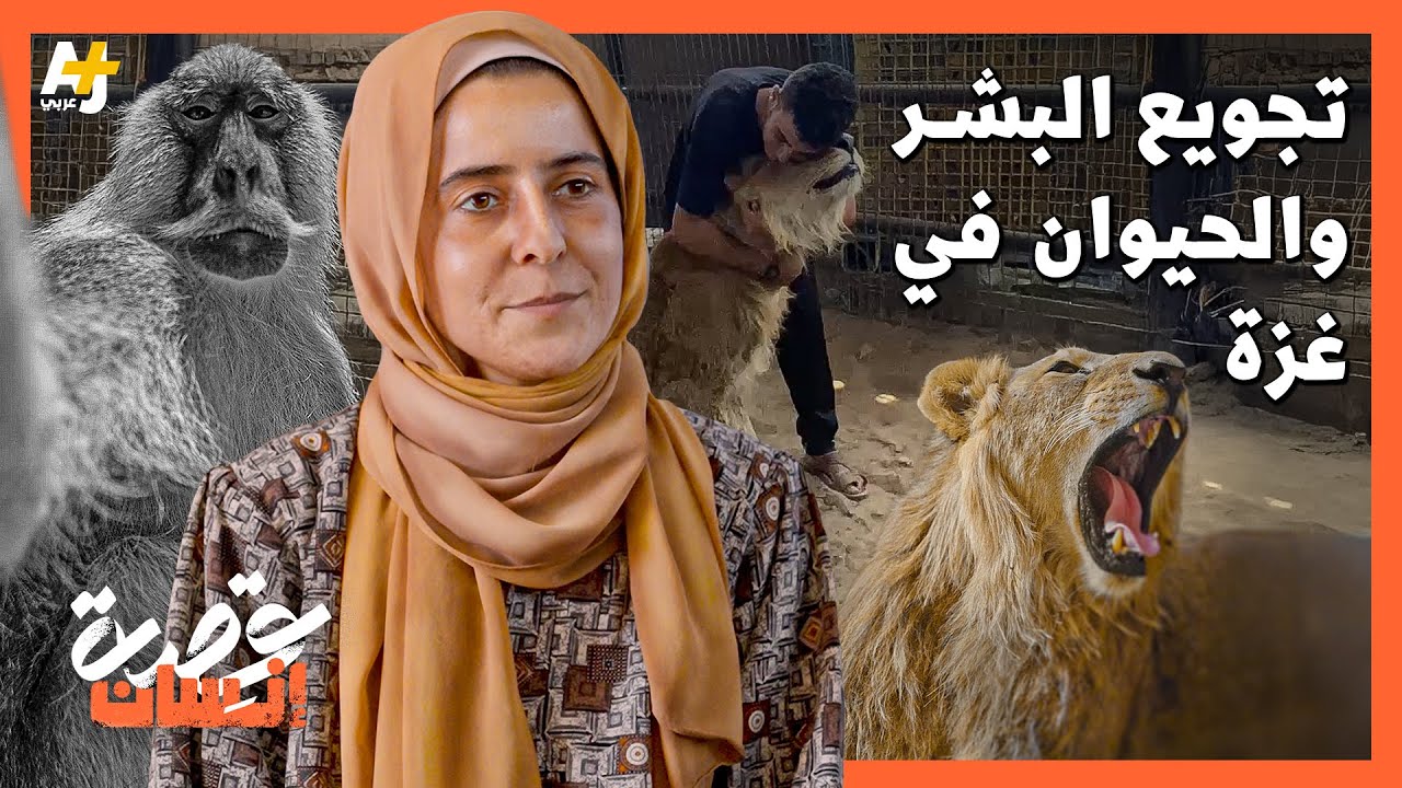 هل سرقت إسرائيل الأسود من حديقة الحيوانات في رفح؟