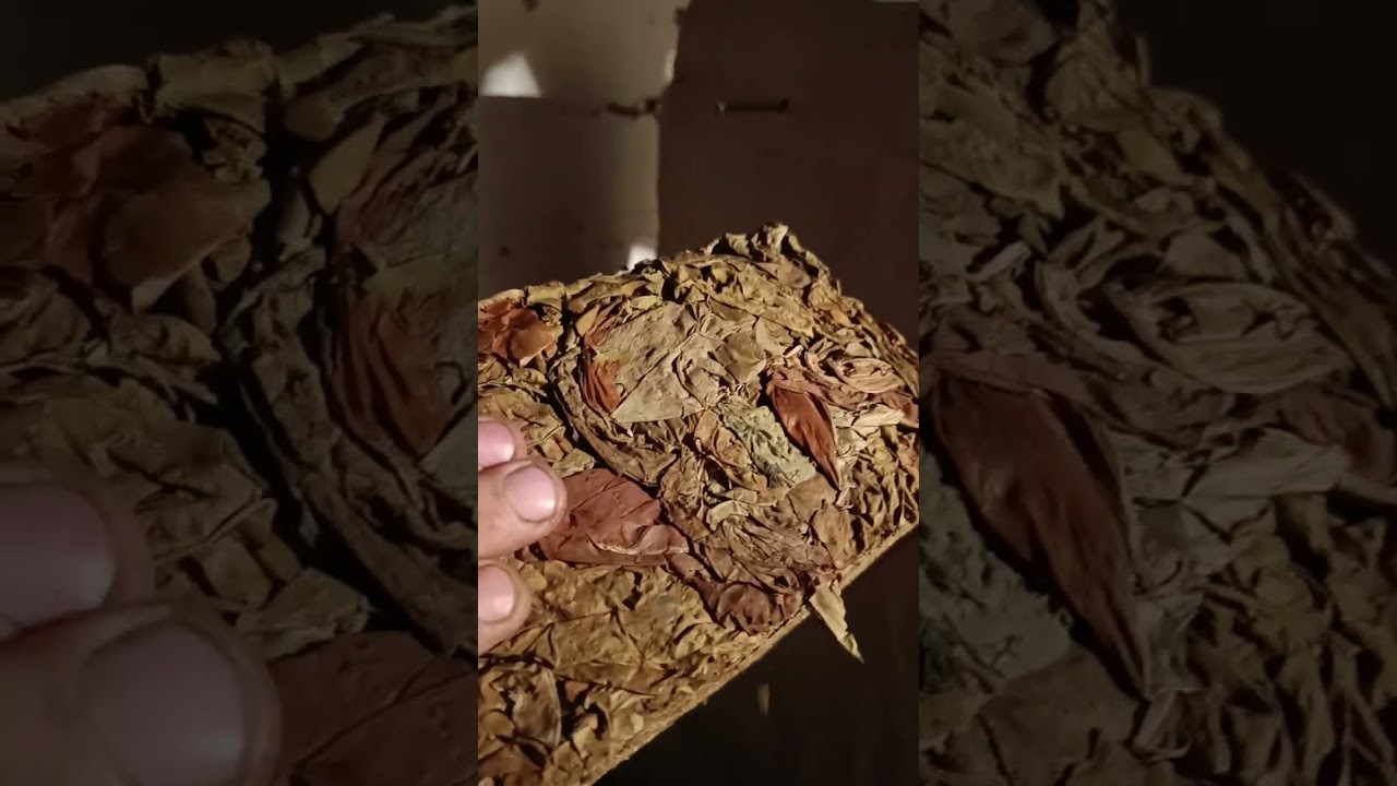 Холодная ферментация ( отлёжка ), формирование вкуса табака.