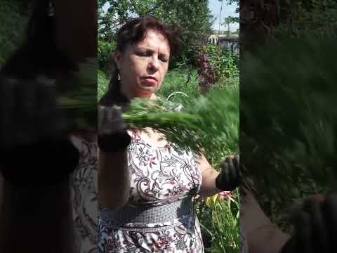 Самая полезная специя это Ботва от моркови - YouTube