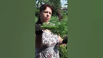 Самая полезная специя это Ботва от моркови