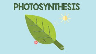 Photosynthesis | Animation