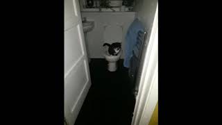 Sassycat pee&#39;s in toilet