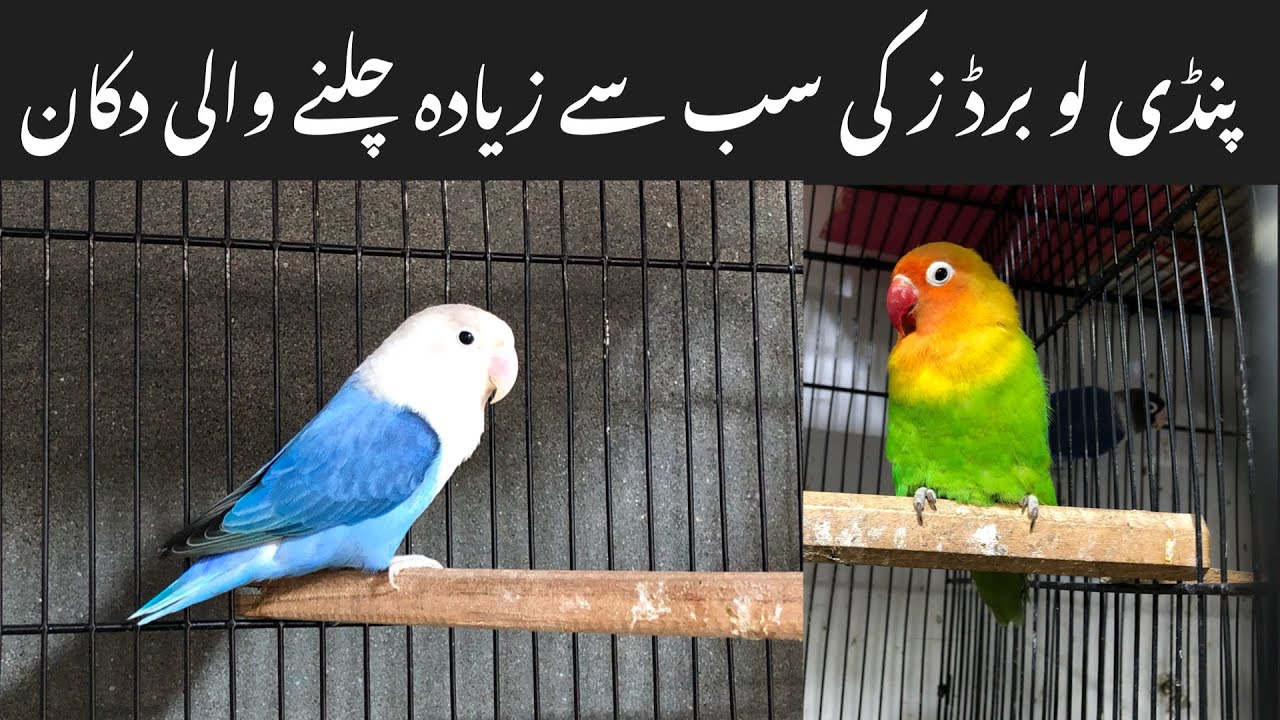 Love birds leatest prices on college road birds market rawalpindi
