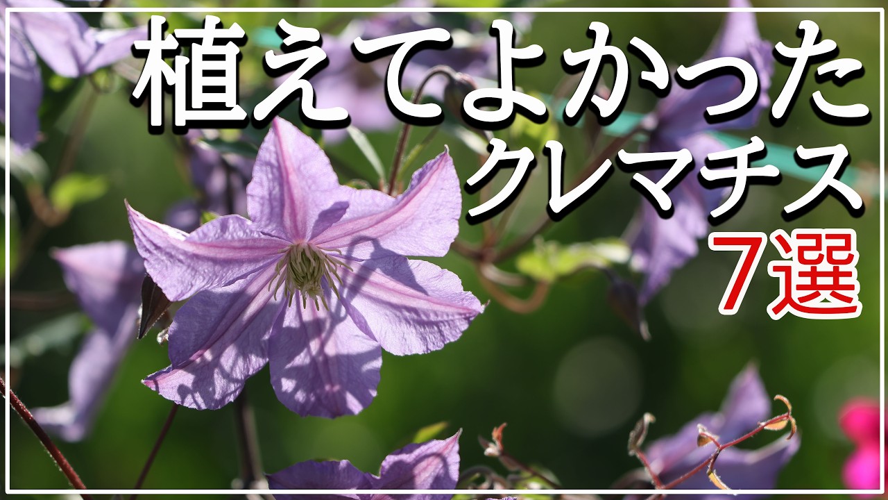 おすすめのクレマチス7品種】春に鉢植えから地植えにする/クレマチスの