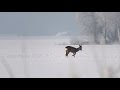 23.01.2016 Stirnas ziemā - Косули зимой - Roe deers in winter (Capreolus capreolus) Latvia