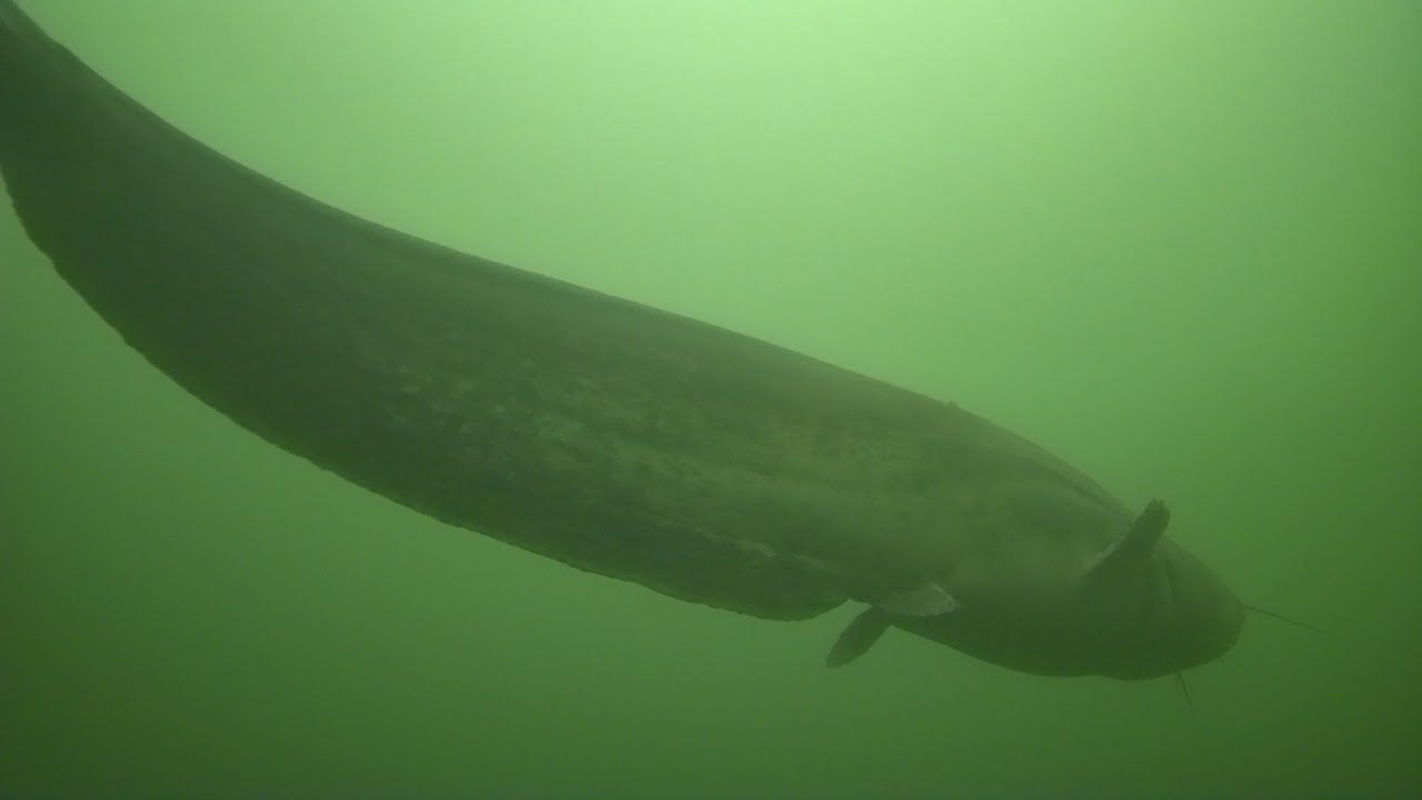 Rov subacqueo Chasing Dory insegue mega Siluro