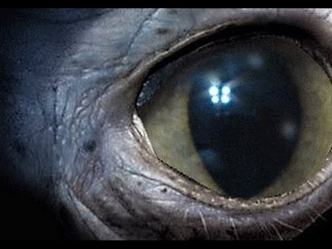 Лучшие фильмы об инопланетянах и премьера "балерины". "индус.
