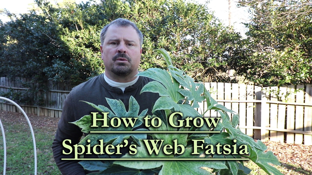 How to grow Spider's Web Fatsia (Speckled Aralia - Evergreen Shade Shrub)