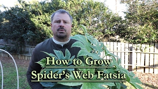 Jak uprawiać aralię plamistą (Spider's Web Fatsia) Jak uprawiać aralię plamistą (Spider's Web Fatsia)