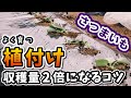 【さつまいも栽培】よく育つ収穫量が2倍になる植付け方法とは？