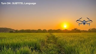 Pagi Yang Indah Di Sawah Pedesaan