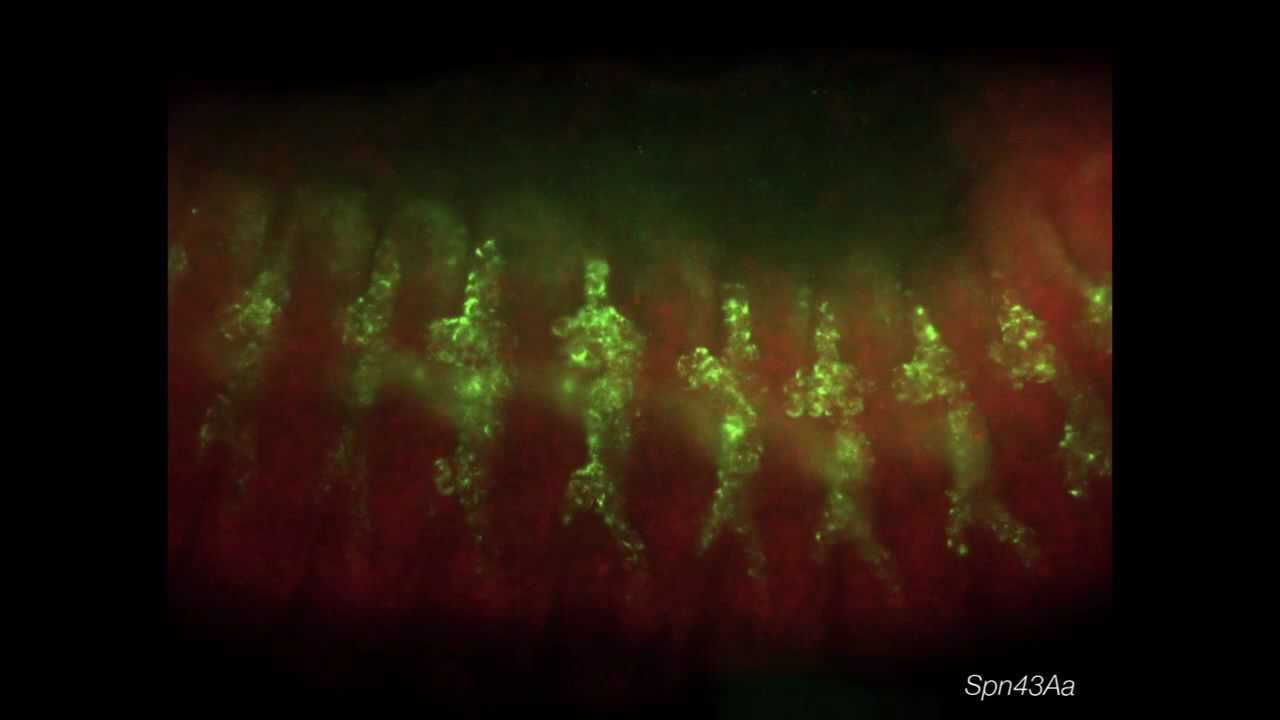 RNA localization patterns in Drosophila embryos - YouTube