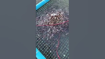 Cá lóc bông giống. #trại_cá_giống_út_me #cá_giống #caloc #calocbong 0909770509