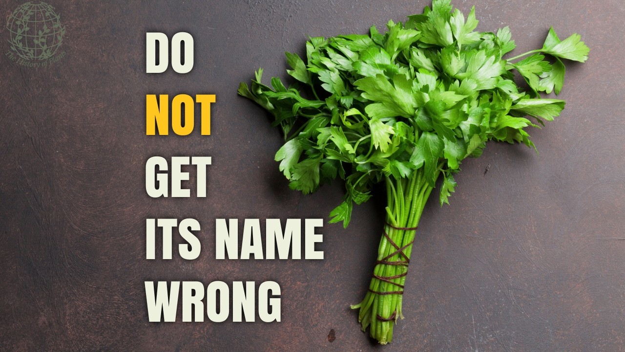 The Parsley Massacre: When a Simple Herb Became a Deadly Weapon