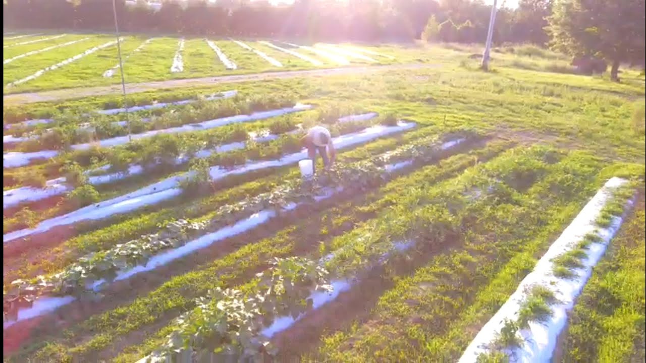 Tomato Stakes/Harvesting Cucumbers and Squash!!